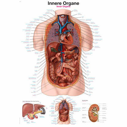 Anatomische Lehrtafel mit Beschriftungen: innere Organe im menschlichen Rumpf