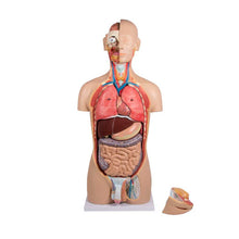 Zweigeschlechtlicher Torso mit geöffnetem Rücken und sichtbaren Brust-, Bauch- und Genitalorganen