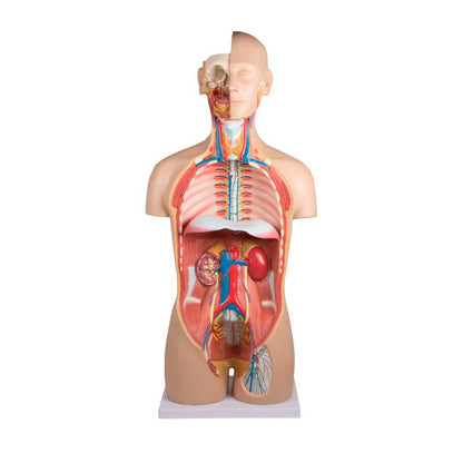 Zweigeschlechtlicher Torso-Anatomiemodell mit Rippen, Wirbelsäule und freigelegten Organen vorne