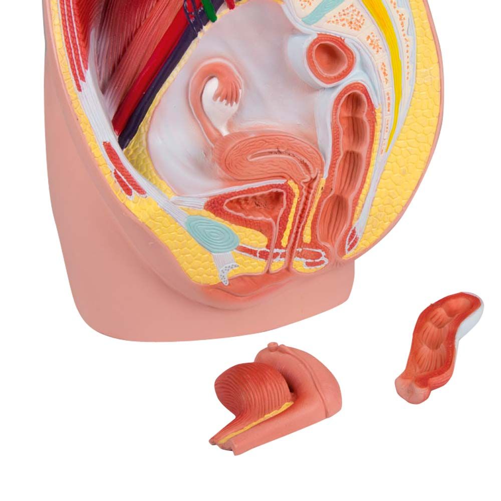 Weibliche Beckenhälfte, 3-teiliges anatomisches Modell mit zwei Einzelteilen