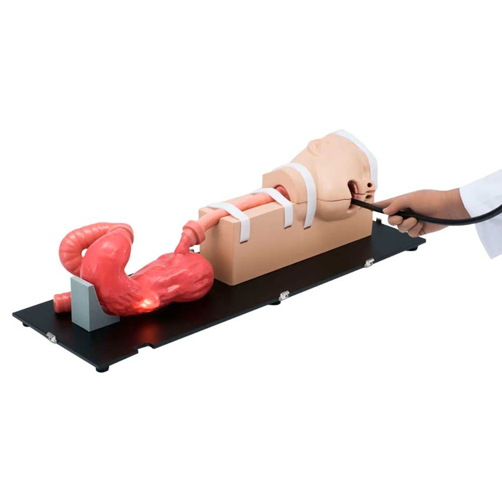 Medizinisches Trainingsmodell zur Oesophago-Gastro-Duodenoskopie (OGD) auf Trageplatte