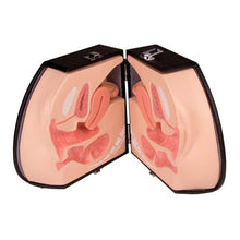 Modell des weiblichen Genitalorgans im medianen Schnitt, geöffnetes Case