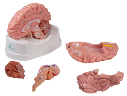 Gehirnmodell-Set mit mehreren abnehmbaren anatomischen Teilmodellen und Sockel