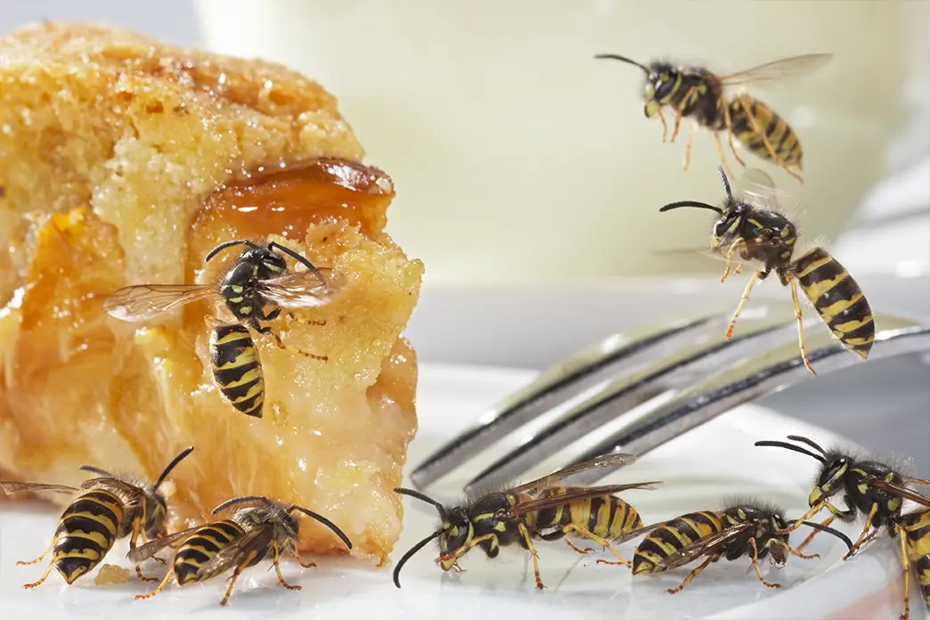 :Acht Wespen machen sich über ein Stück Kuchen her