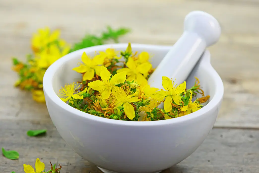 Gelbe Johanniskraut-Blüten in einem weißen Keramik-Mörser