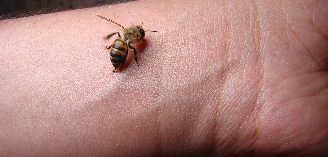 : Eine Biene sitzt auf dem Handgelenk eines Mannes und bohrt ihren Stachel in die Haut