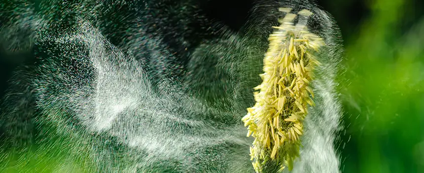 Als feiner Blütenstaub schweben Pollen in der Luft und lösen Allergien aus