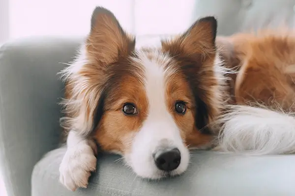 Ein Collie liegt auf einem Sofa